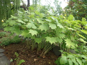 キレンゲショウマ　全体